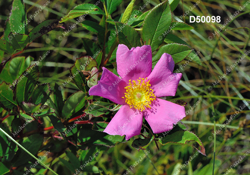 Smooth Rose (Rosa blanda)